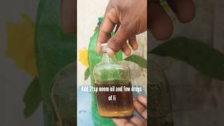 How to remove white flies from plants  Aphids Solution [upl. by Jezreel]