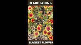 Dead heading of Galardia or Blanket Flowers [upl. by Canfield]