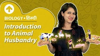 Introduction to Animal Husbandry  Hindi  Biology [upl. by Huber]