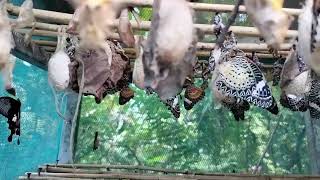 Many butterfly hatched from pupa today butterfly how butterflylifecycle butterflyfarm viral [upl. by Olag662]