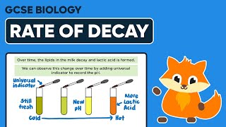 Decomposition Rate of Decay  GCSE Biology [upl. by Assedo]