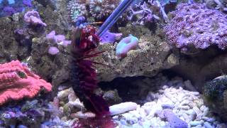 Odontodactylus scyllarus  Peacock Mantis Shrimp have a Snack  1080p [upl. by Atiroc]