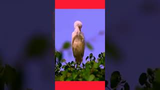 Cattle Egret Bird Natures Graceful Farmers Friend  Amazing Bird Sounds [upl. by Efeek]