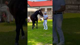 Champion pokazujeżdżenia konie jeździectwo pokazkoni targirolniczeagroshow2024 [upl. by Eelinej875]