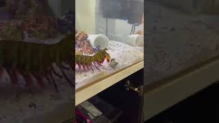 Mantis Shrimp VS Crab [upl. by Yeslrahc]