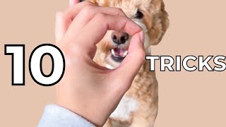 Labradoodle Training 10 Easy Tricks to Teach a Puppy [upl. by Llevart670]