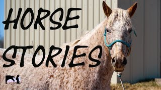 Horse Stories  Sparrow  E4 [upl. by Oalsecnew402]