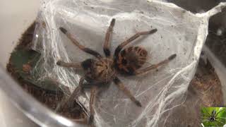 Greenbottle Blue Tarantula Awaiting Habitat Transfer [upl. by Akere]