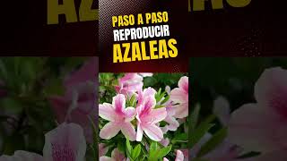 paos a paso reproducir azaleas ‐ Hecho con Clipchamp [upl. by Archambault]