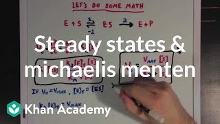 Steady states and the Michaelis Menten equation  Biomolecules  MCAT  Khan Academy [upl. by Merrel273]