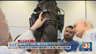 Big Man on Campus Midwestern offers the only veterinary program in Arizona [upl. by Aihsele]