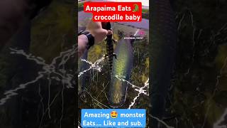 Arapaima Eats CROCODILE🐊 🥵 song ytshorts shorts arapaimagigas diwalispecial newsong trnding [upl. by Gorey]