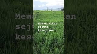 View orisinal alam FloresNTTnature persawahanindah adventure shorts trending villagelife [upl. by Persson]