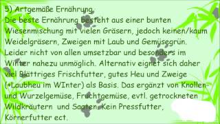 Meerschweinchen artgerecht halten leicht gemacht ❀ DieGurkenfresser ❀ [upl. by Ardath]