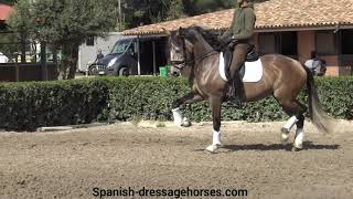 Quality Lusitano mare for dressage competition [upl. by Enovi]