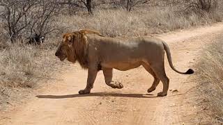 Lion chasing Hyena and Vultures off Elephant Carcass [upl. by Dasteel]