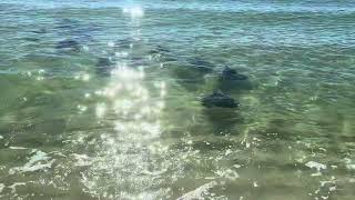 Stingrays in Panama City beach [upl. by Edmunda]