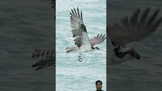 Falcon attack on fish 🐠 birds [upl. by Skippie444]