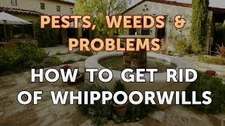 How to Get Rid of Whippoorwills [upl. by Nimref]