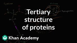 Tertiary structure of proteins  Macromolecules  Biology  Khan Academy [upl. by Eisso139]