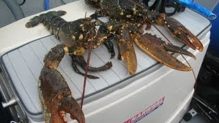 7 Homards  10kg   Chasse sousmarine [upl. by Hoseia]