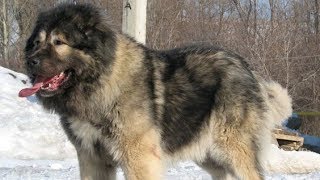 Caucasian Shepherd  The King Of Dogs [upl. by Eznyl948]