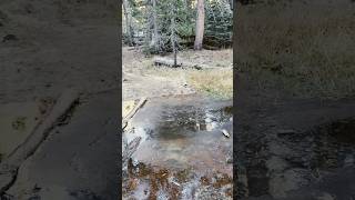 Lost Trout Creek North of Casa Vieja Meadow in Golden Trout Wilderness sierranevada hiking [upl. by Hsu]