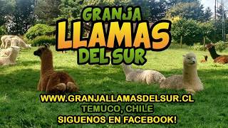 Granja LLamas del Sur [upl. by Ennasil]