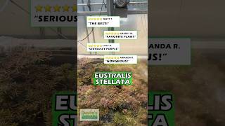 ⭐️⭐️⭐️⭐️⭐️Customer Reviews  EUSTRALIS STELLATA quotVERY STRONG VERY PURPLEquot WILD AQUARIUM PLANT [upl. by Aicilf]