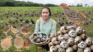 Harvesting QUAIL EGGS Harvesting GOOSE EGGSGoes To The Market Sell  Phương Farm Life [upl. by Nuhsyar850]