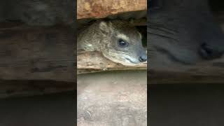 I get to feed and pet wild hyrax dassie procavia hyrax [upl. by Annahoj158]