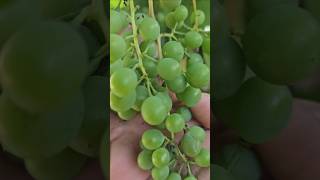 Plantas que estallaran de fruto con esta tecnica Video completo en nuestro canal [upl. by Aztinad83]