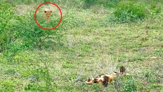 Leopard Tries Hunting Sleeping Wild Dogs [upl. by Lerat]