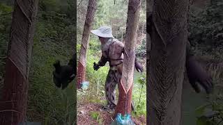 Cutting process of pine bark [upl. by Casady]