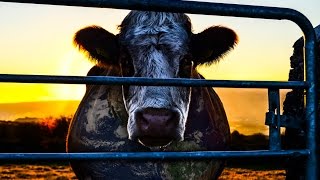 COWSPIRACY The Sustainability Secret  EN [upl. by Yemane]