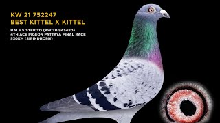 UNBOXING BEST KITTEL X KITTEL BRED BY BADER ALSANAFI  KUWAIT BIRD  LAS VEGAS  PIPA BEST KITTEL [upl. by Henrion873]