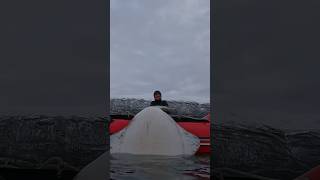 Landing a MONSTER HALIBUT fishing spearfishing halibut spearfishingworld [upl. by Oiralednac]