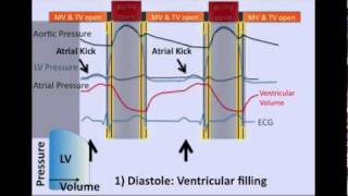 The Cardiac Cycle [upl. by Ognimod511]