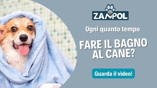 Ogni quanto tempo fare il bagno al cane [upl. by Clark46]