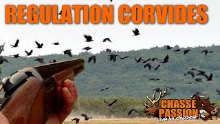 Chasse en régulation aux corvides  Épisode 1 [upl. by Miza]