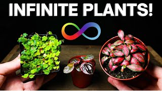 Terrarium Plant Propagation  The EASY Way [upl. by Ramey]