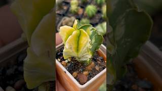 Astrophytum Myriostigma Nudum Variegata gardeningshorts [upl. by Ailaroc]