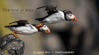 Wildlife Photography  Isle of May Scotland  A Seabird Paradise [upl. by Eseuqcaj]