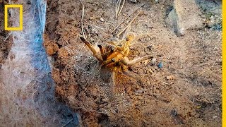 Observa el riesgo en el que se pone una ARAÑA para poder APAREARSE  National Geographic en Español [upl. by Benton]