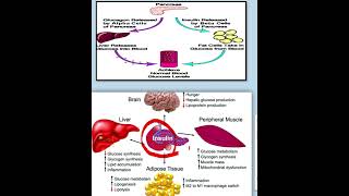 shorts insulin glucagon أحياء 3 ثانوي biologyscience [upl. by Notelrac481]