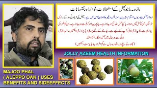 majoo phalmazo phal kay istimal fawad aor nuksan quercus infectoria uses benefits and sideeffects [upl. by Jillie]