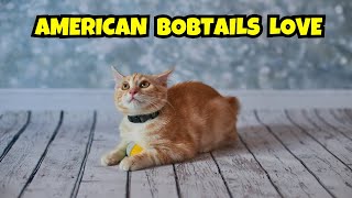 Why American Bobtails Steal Our Hearts A Cat Lovers Deep Dive [upl. by Nyletak]