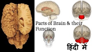 Biology – मानव मस्तिष्क संरचना Human brain structure and function  in Hindi [upl. by Engel130]