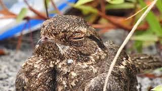 Savanna Nightjar mummy relaxing [upl. by Herculie843]