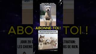 TAS RI ABONNE TOI 😂 all memes random pourtoi funny humour abonnetoi viral video shorts [upl. by Ener778]